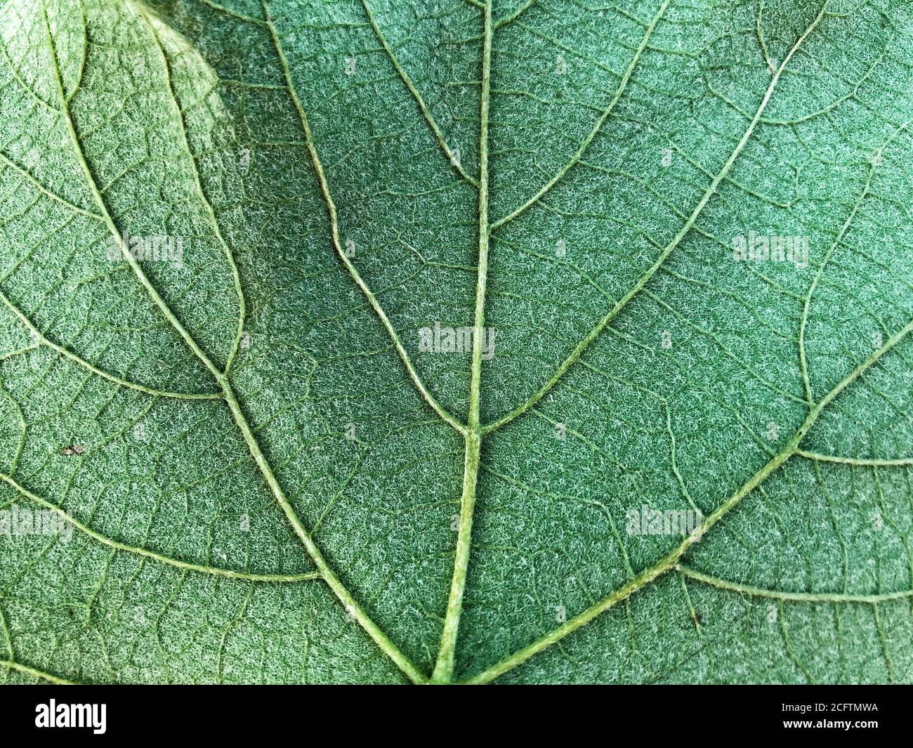 Green leaf background texture, macro Stock Photo - Alamy
