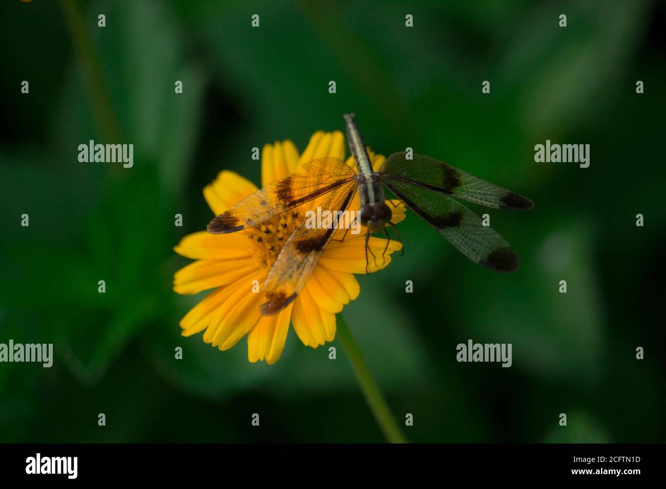 A blue net-winged insect sitting on a Cosmos flower. Stock Photo