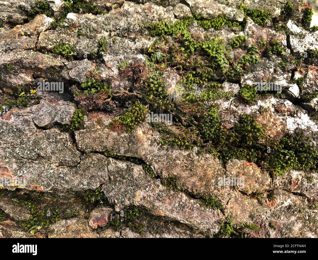 Wood textured background with green moss Stock Photo