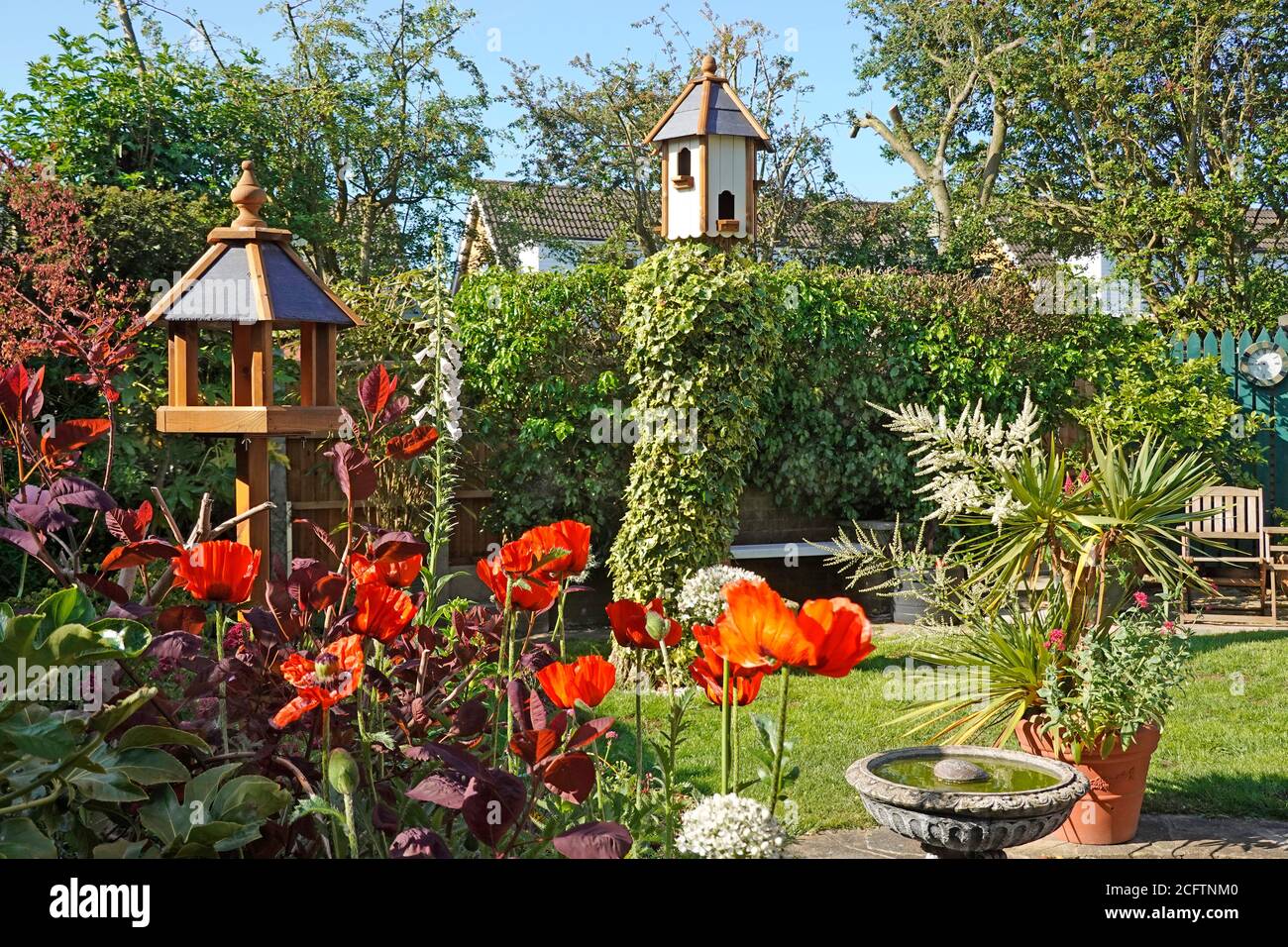 English summer country cottage back garden mixture perennials Oriental Poppies Alliums Alstroemeria Dianthus & Cordyline plants in flower England UK Stock Photo