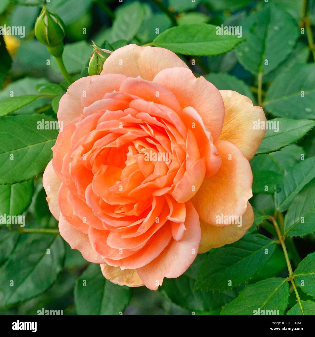 Close up of single Orange red coloured bloom on Lady of Shalott English Shrub Rose plant in domestic garden bred by British breeder David Austin OBE Stock Photo
