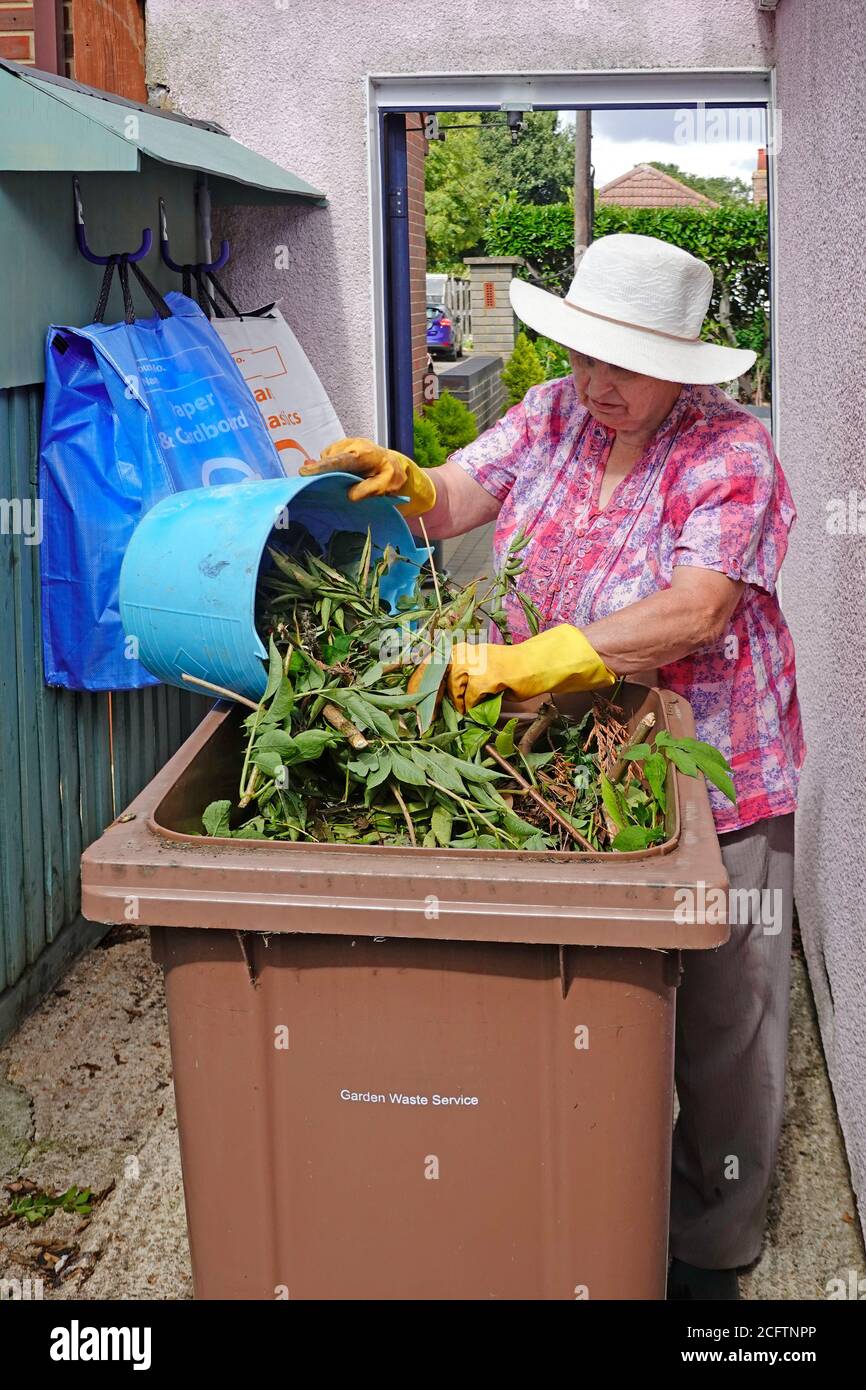 Mature senior pensioner old woman emptying green gardening plant cuttings waste into paid for recycling brown wheelie bin household recycle sacks UK Stock Photo