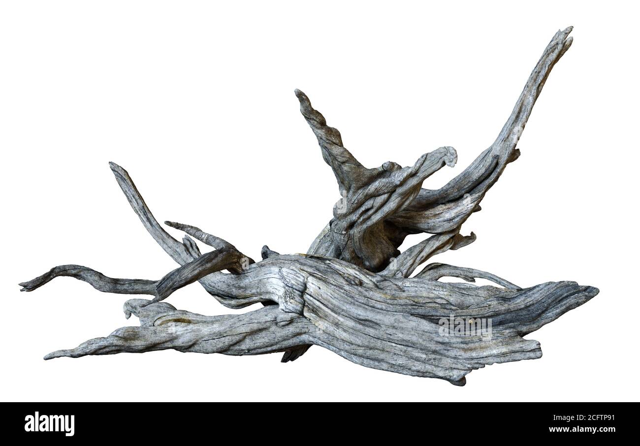 driftwood isolated on white background, dry branches Stock Photo
