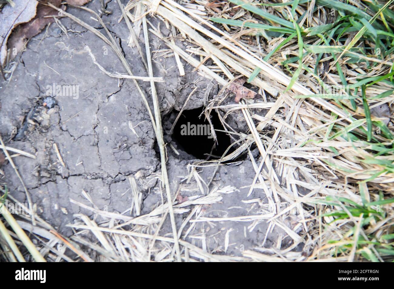 Mink in the ground. Entrance to the mole hole is a deep black hole in the dry ground Stock Photo