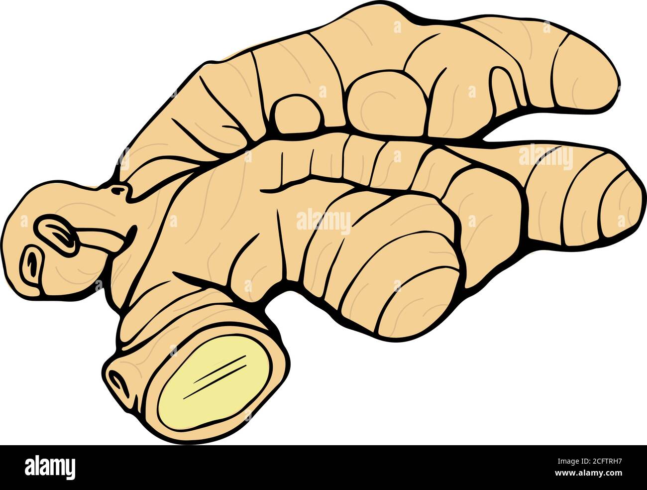 Ginger.The ginger root. Hand drawn illustration Stock Vector Image