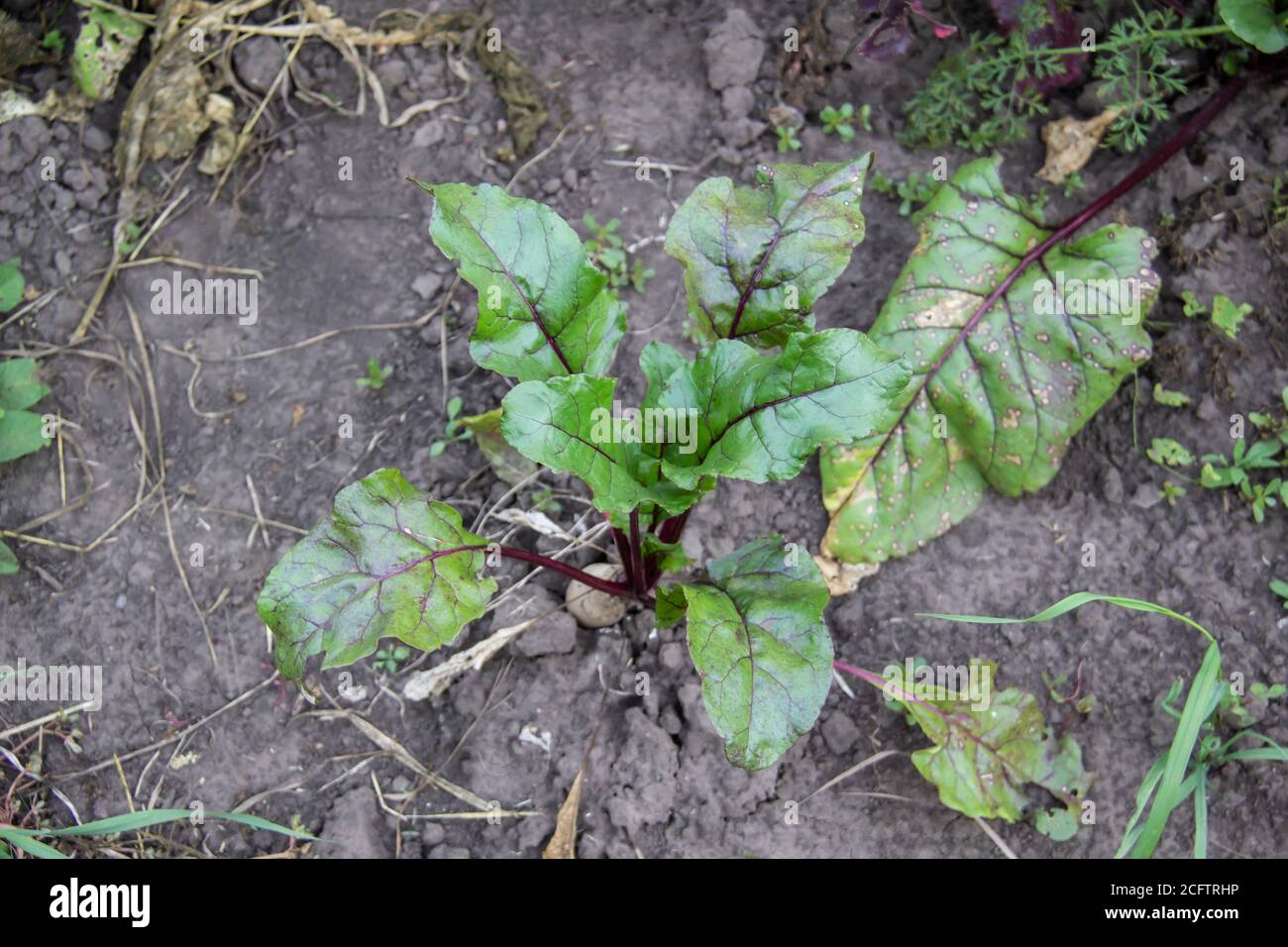 Young beet grows in the beds in the garden. Farm homestead with agricultural landings and growing organic vegetables. Fresh green beet leaves or beet Stock Photo