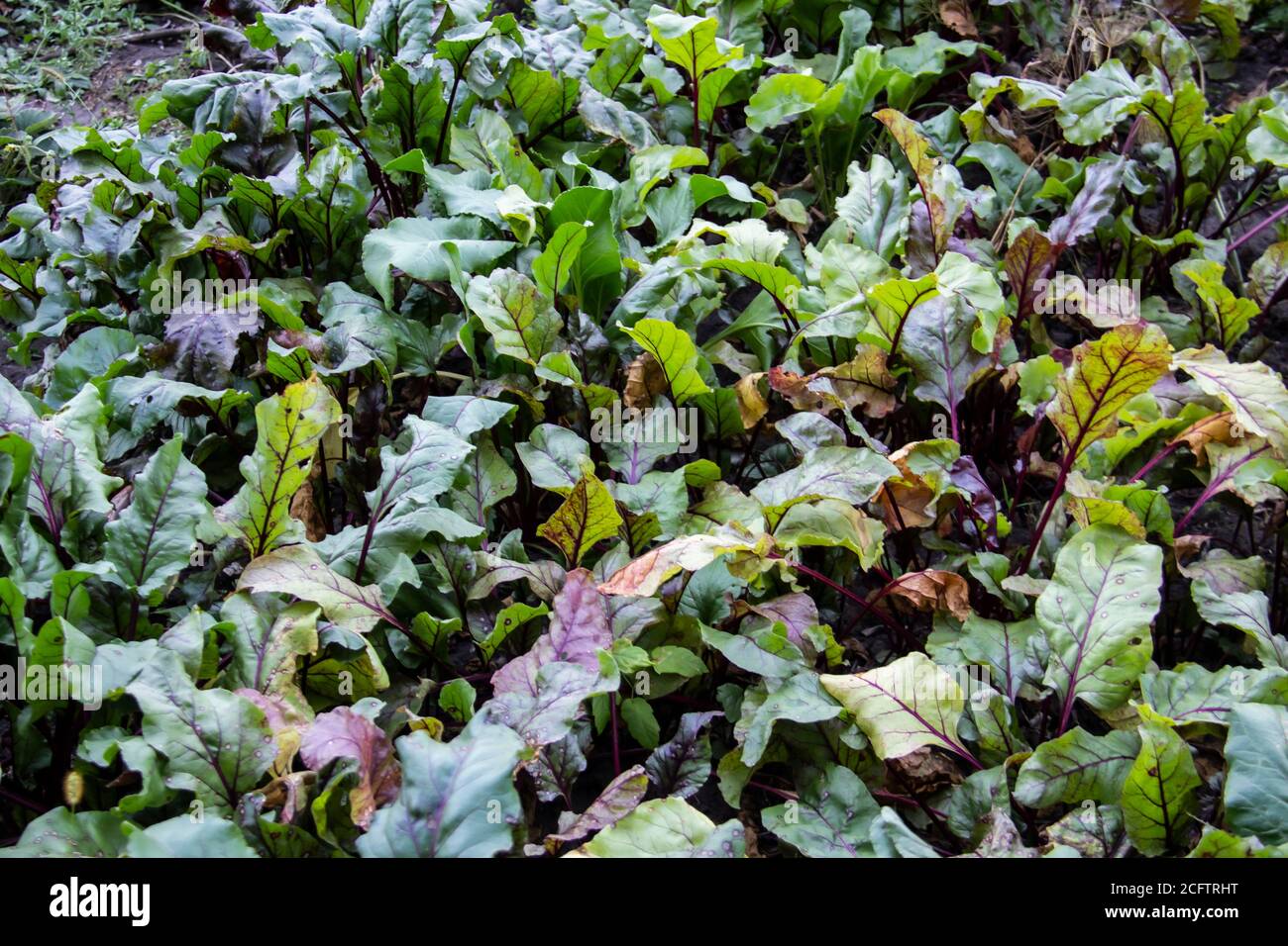 Young beet grows in the beds in the garden. Farm homestead with agricultural landings and growing organic vegetables. Fresh green beet leaves or beet Stock Photo