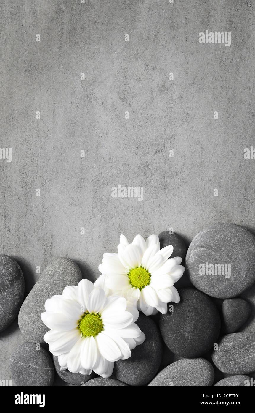 Flat lay composition with spa stones and white flower on grey ...