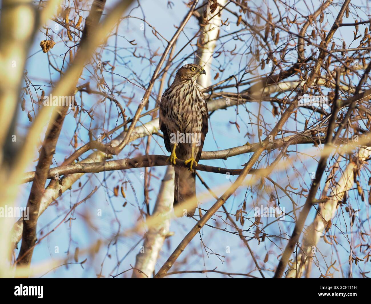 Juvenile coopers hawk hi-res stock photography and images - Alamy
