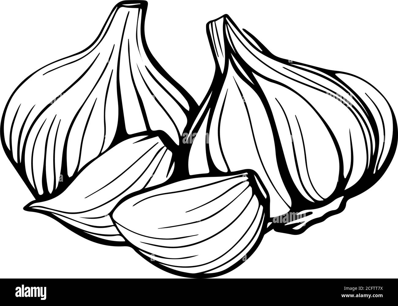 Garlic head and clove.Handdrawn illustration Stock Vector Image & Art
