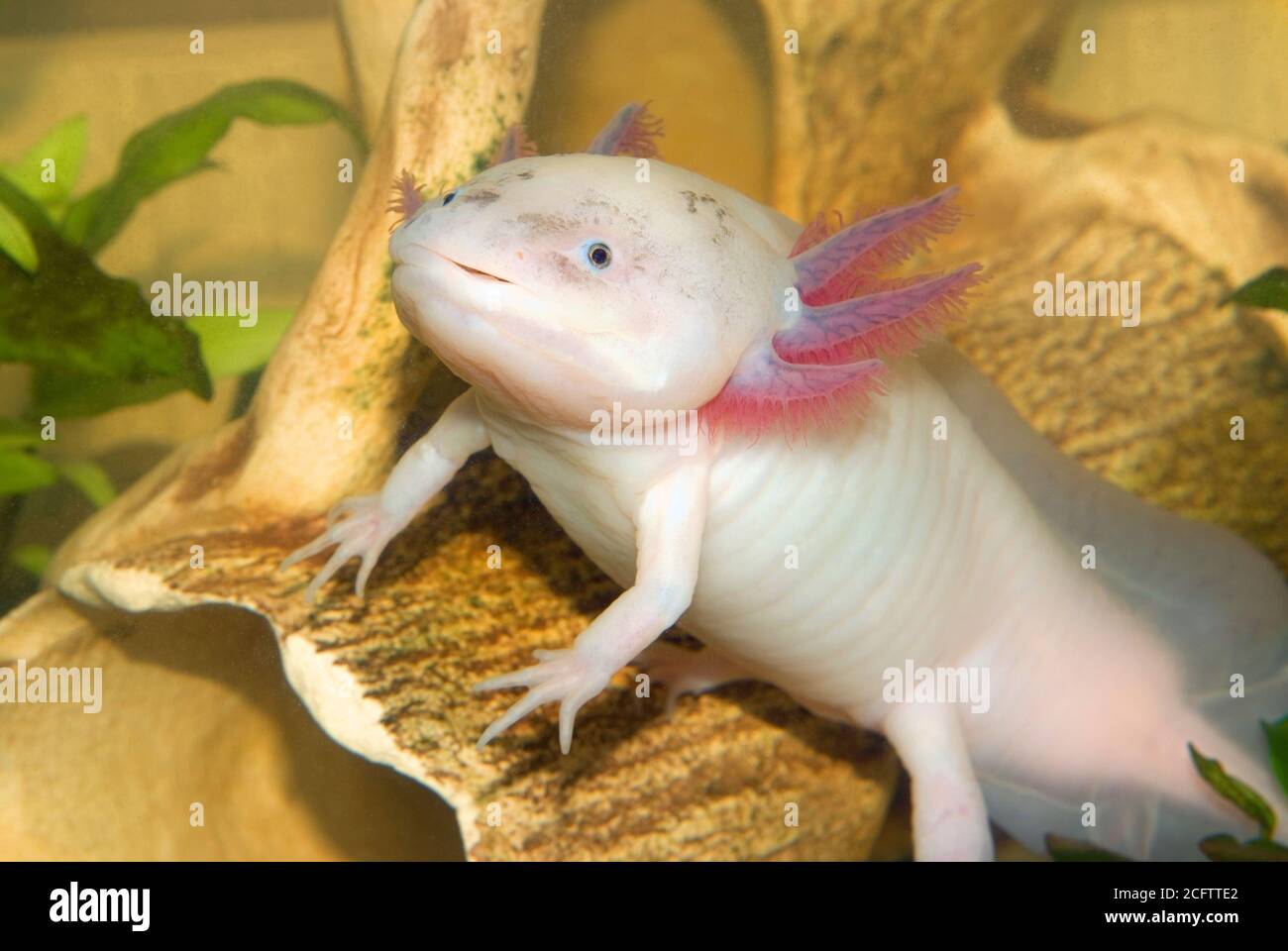 Mexican Walking Fish High Resolution Stock Photography And Images Alamy Mexican Walking Fish High Resolution Stock Photography And Images Alamy