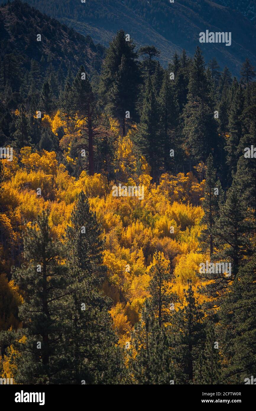 Amazing shot of yellow-leaved trees and pines under the sunlight Stock Photo