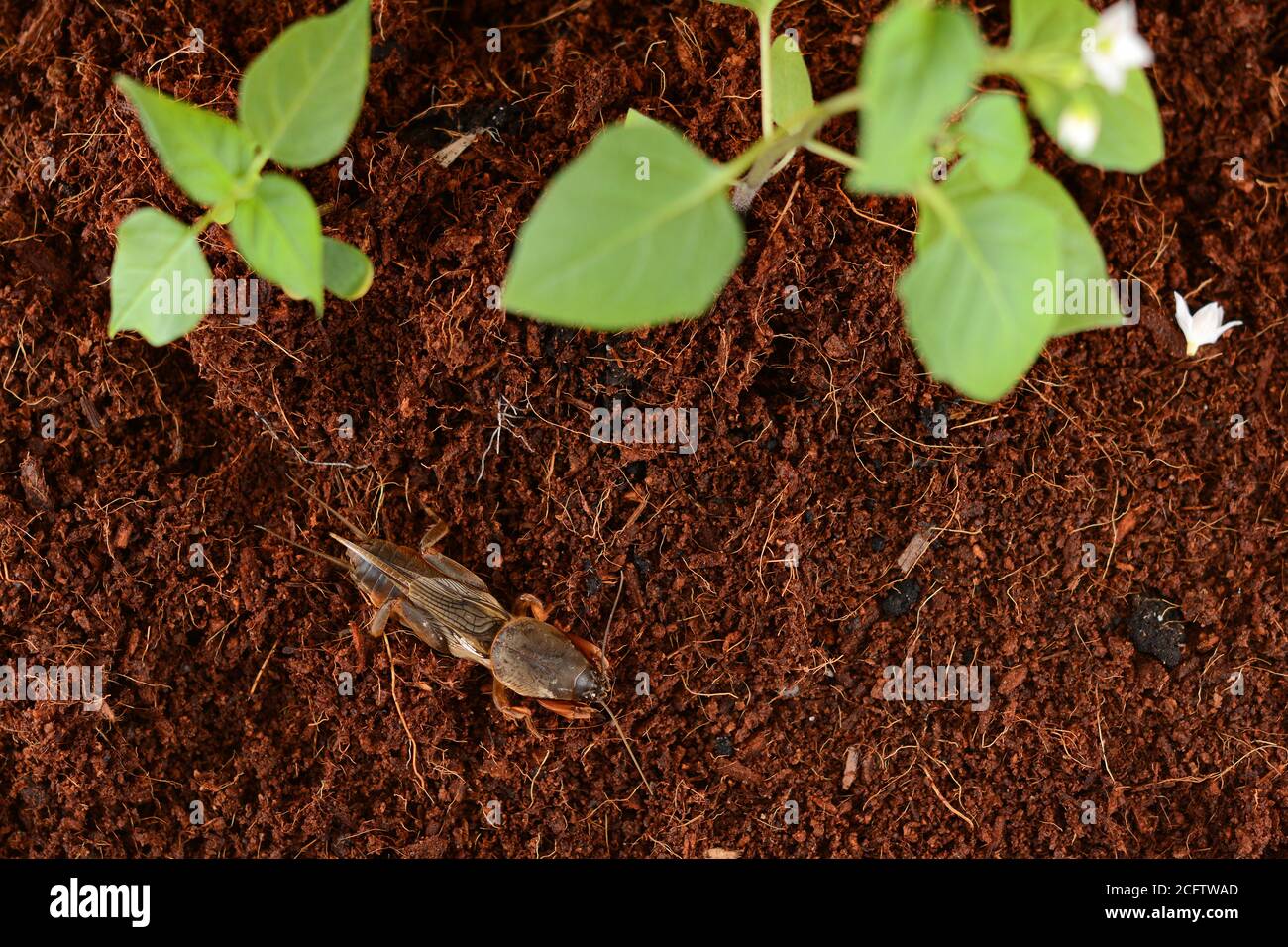 Mole crickets in the garden. The concept of pest control in agriculture (Gryllotalpidae) Stock Photo