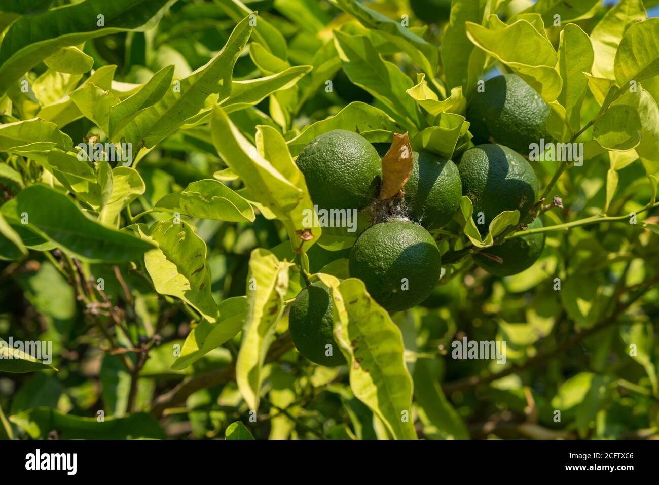 Disease mandarins and citrus grown in the garden Stock Photo Alamy