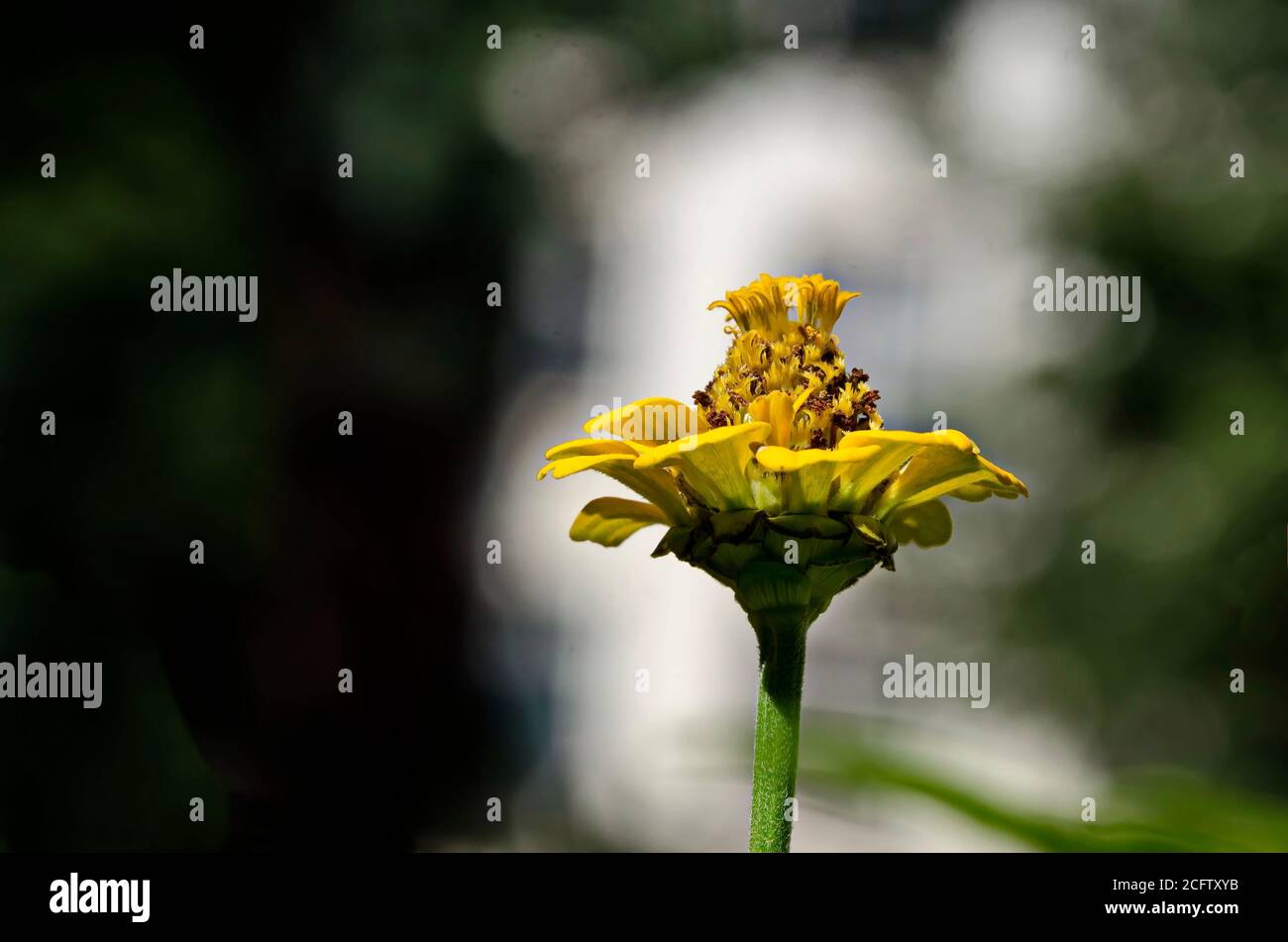 Small flowers of zinnia narrow-leaved on a bush in the garden. Yellow  flowers of cynia in summer. 10781329 Stock Photo at Vecteezy