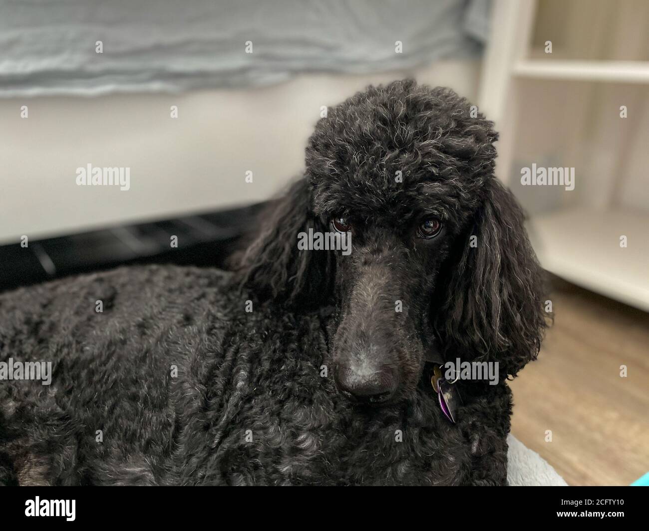 A purebred black standard poodle relaxing in his dog bed Stock Photo