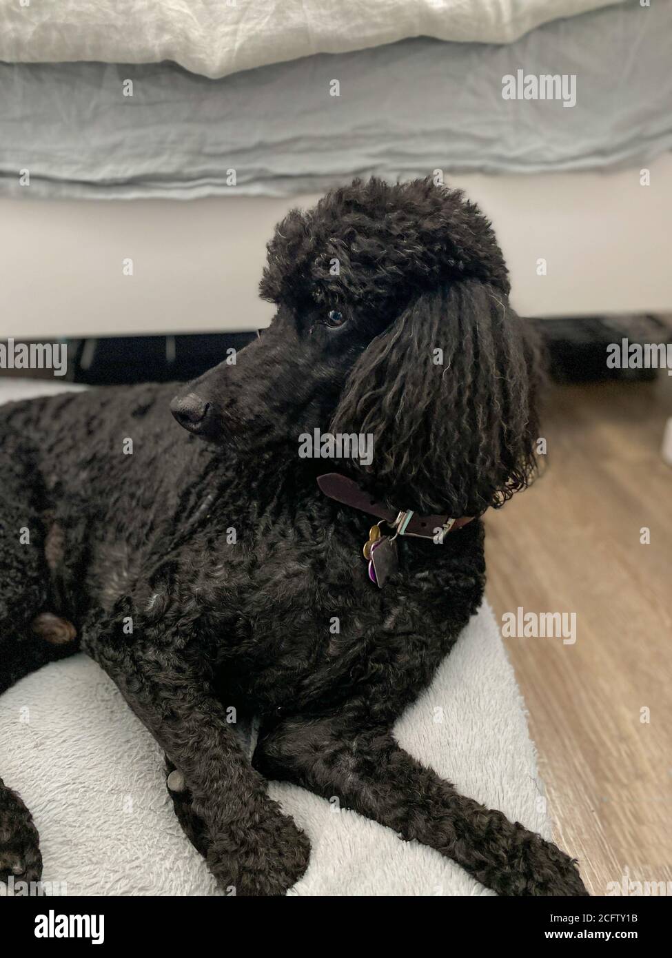 Black Standard Poodle High Resolution Stock Photography And Images Alamy