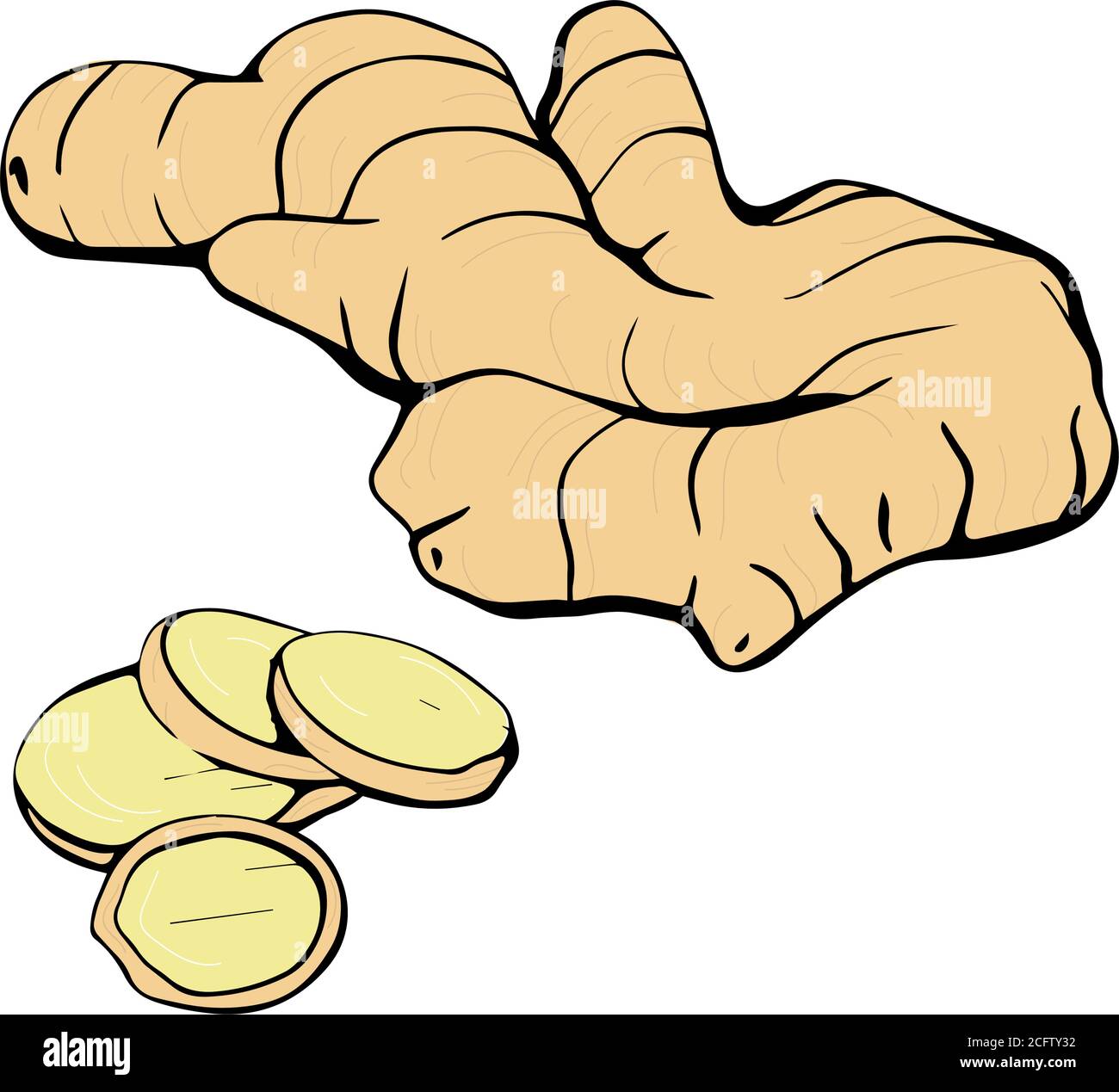 The ginger root. hand drawn illustration Stock Vector Image & Art Alamy