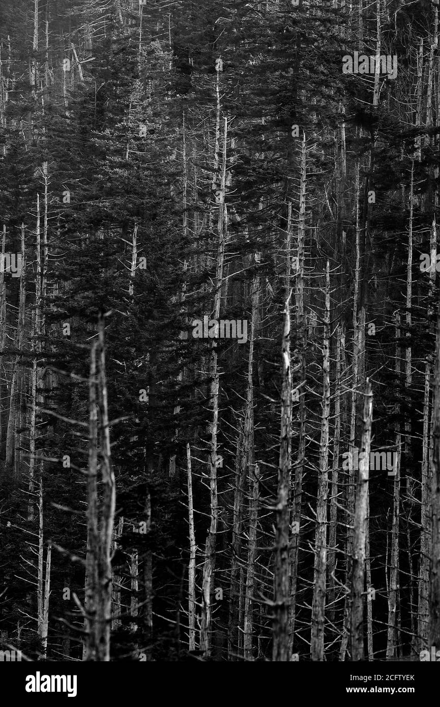 Vertical grayscale shot of a dense forest Stock Photo