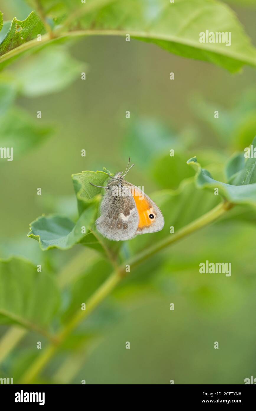 Small heath butterfly (Coenonympha pamphilus). Underside of an adult at rest on a birch leaf. Stock Photo