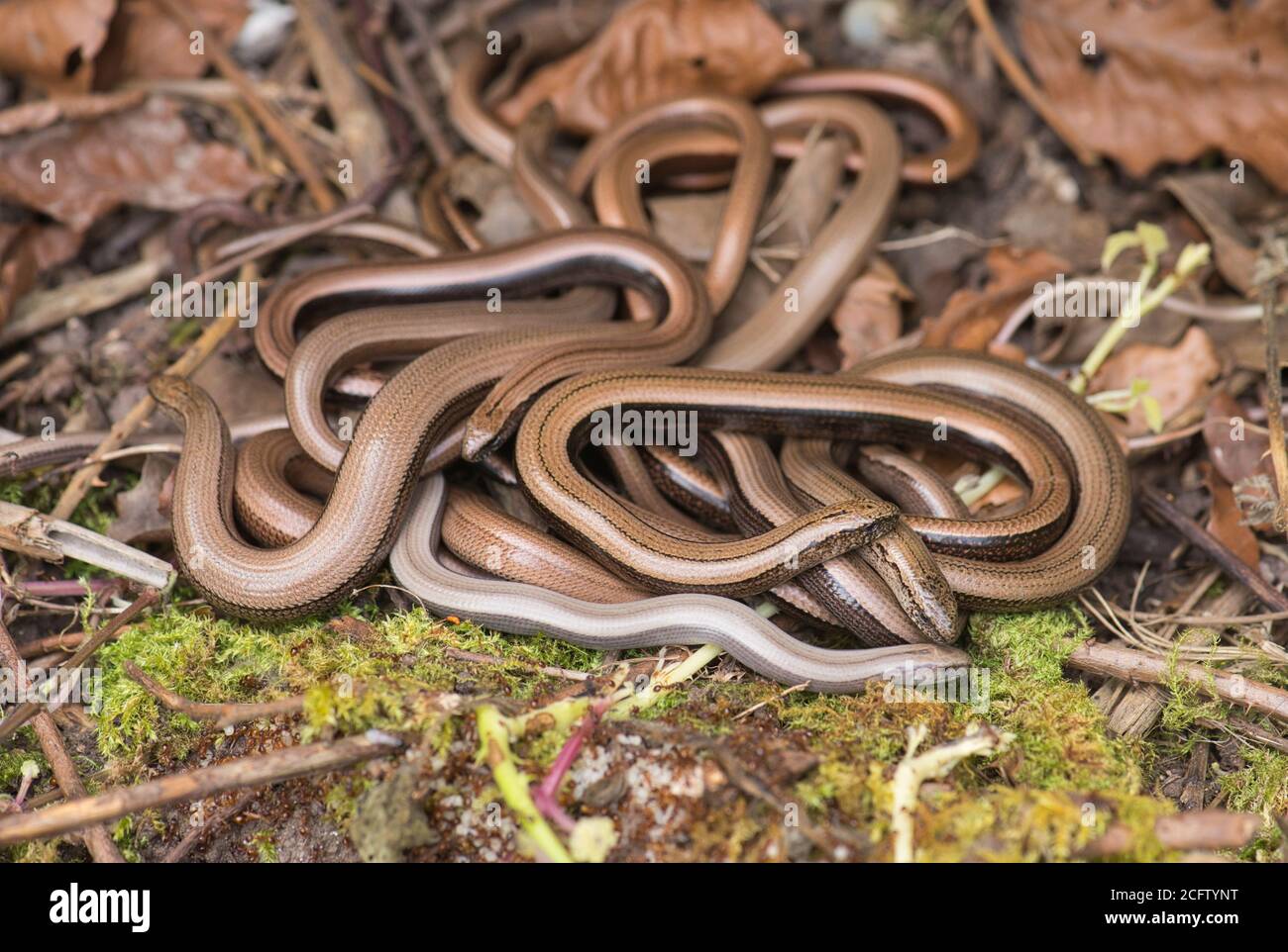 Slow-worms (Anguis fragilis). A group of at least six individuals huddled together for warmth on a cool autumn morning Stock Photo