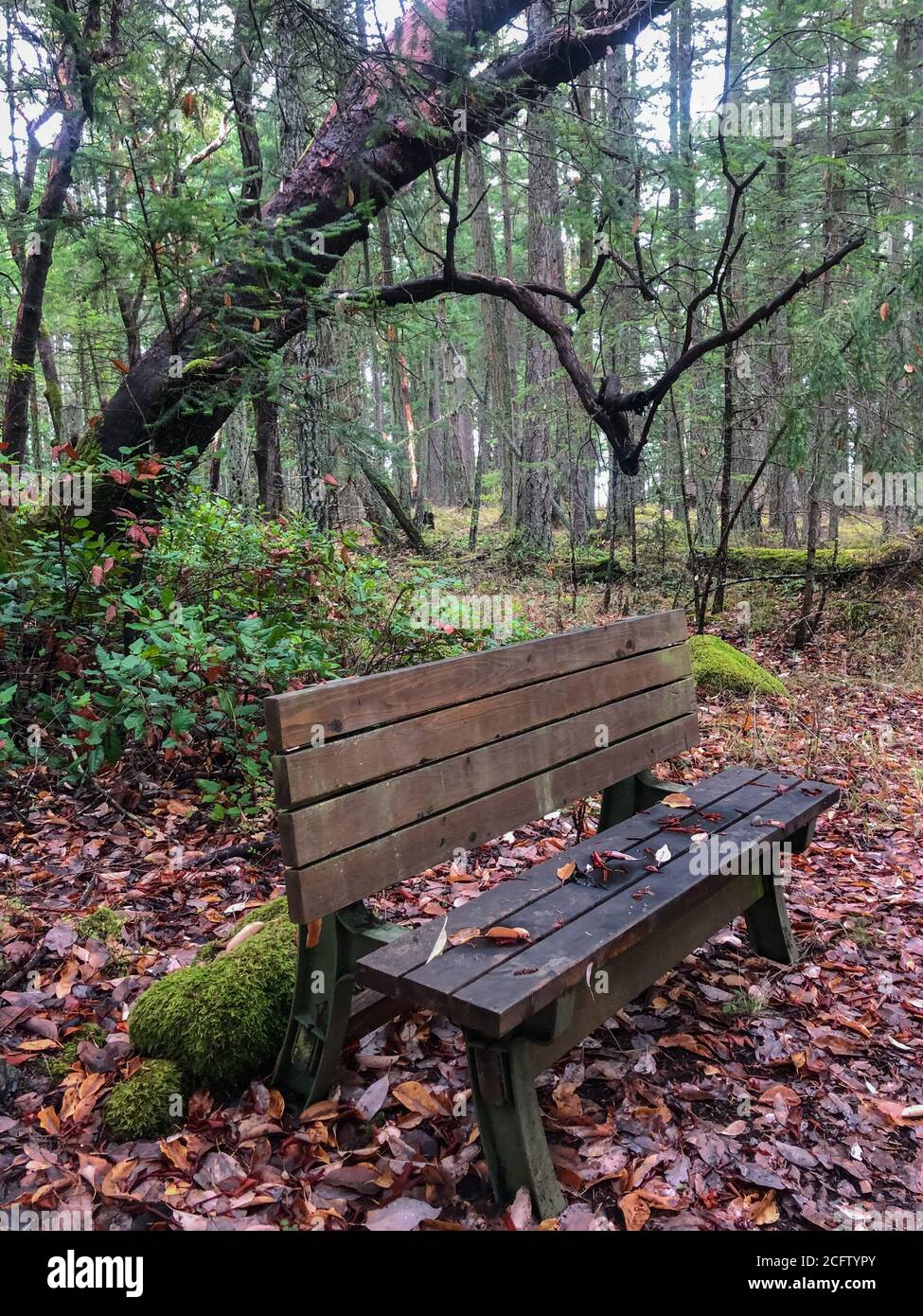 Bench in deals woods