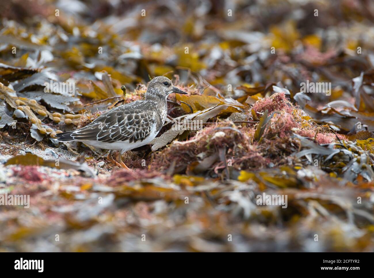 Turnstone (Arenaria interpres) juvenile bird foraging in the strand line on a coastal shore in autumn Stock Photo