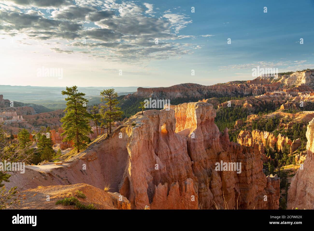 View of tree and HooDoo off Queens Garden Trail, Bryce Canyon National Park, Utah, USA Stock Photo