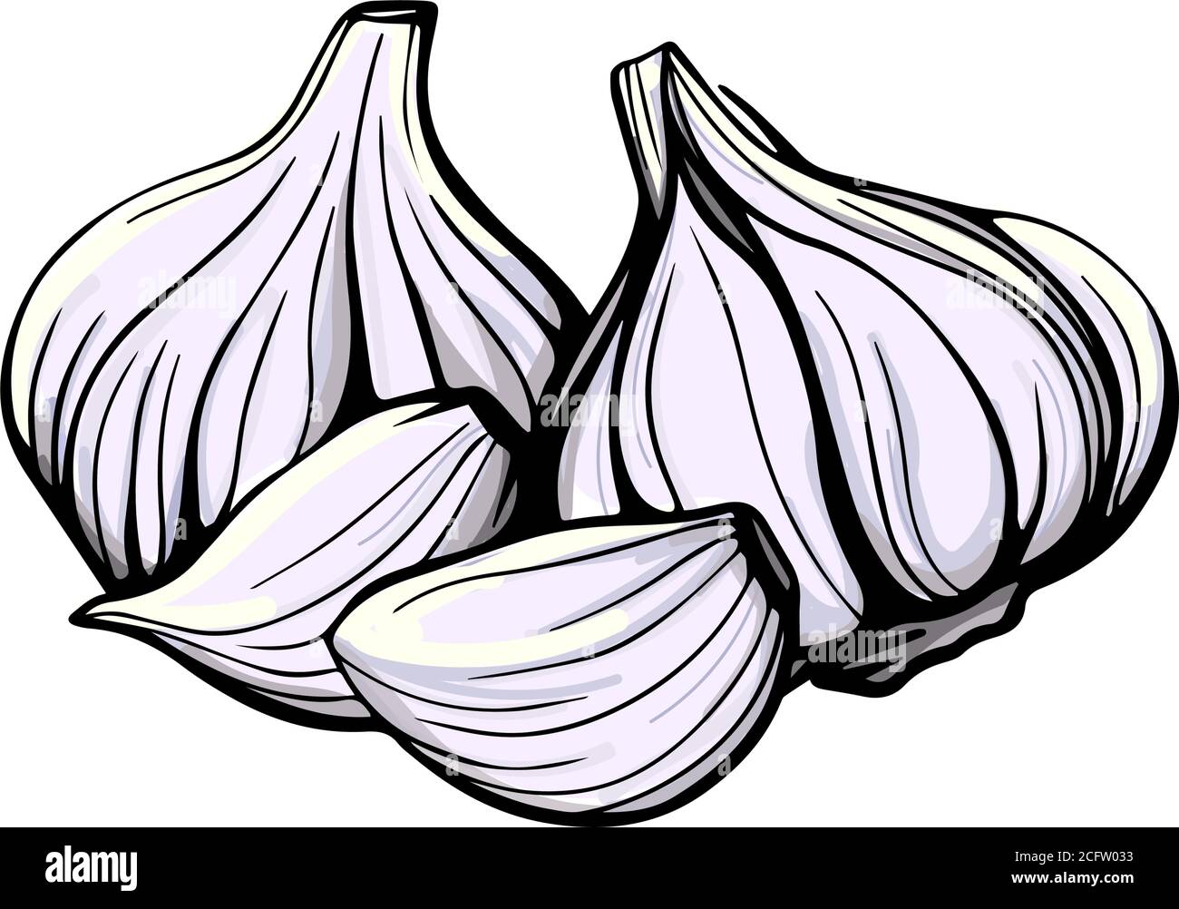 Garlic head and clove. hand drawn vector Stock Vector Image & Art Alamy