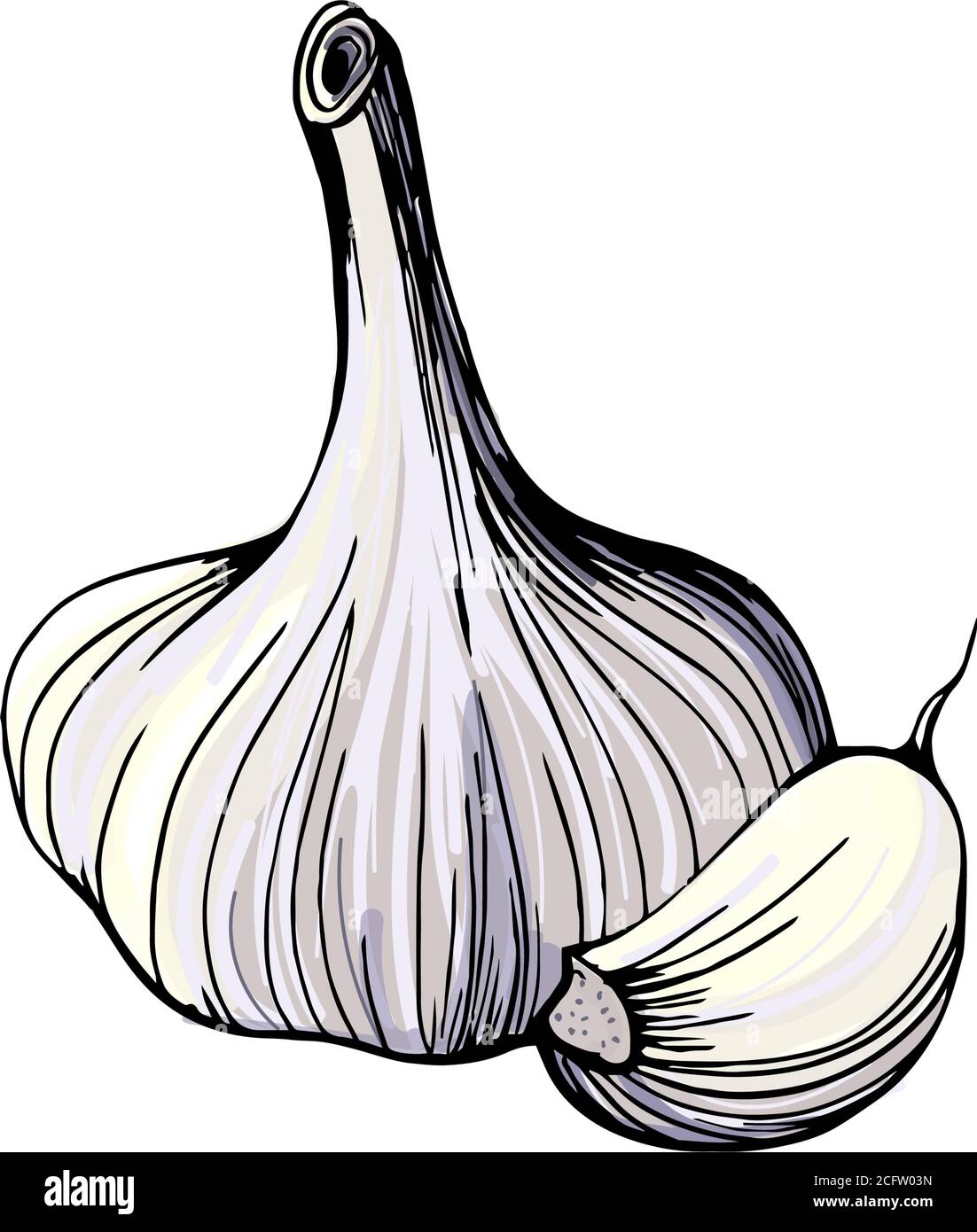 Garlic head and clove.Vector illustration Stock Vector Image & Art Alamy