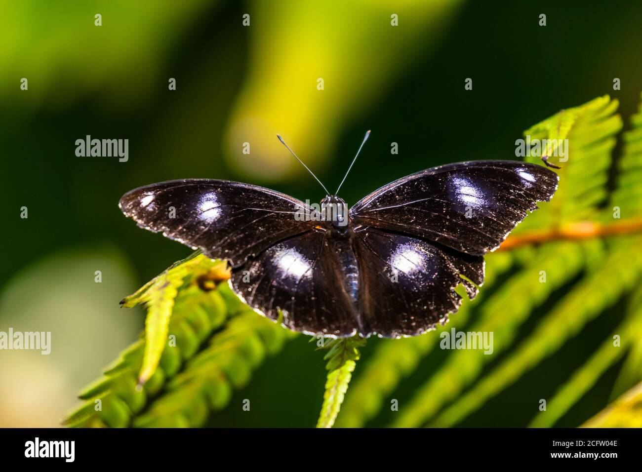 Eggfly butterfly Hypolimnas bolina black colour with white spots