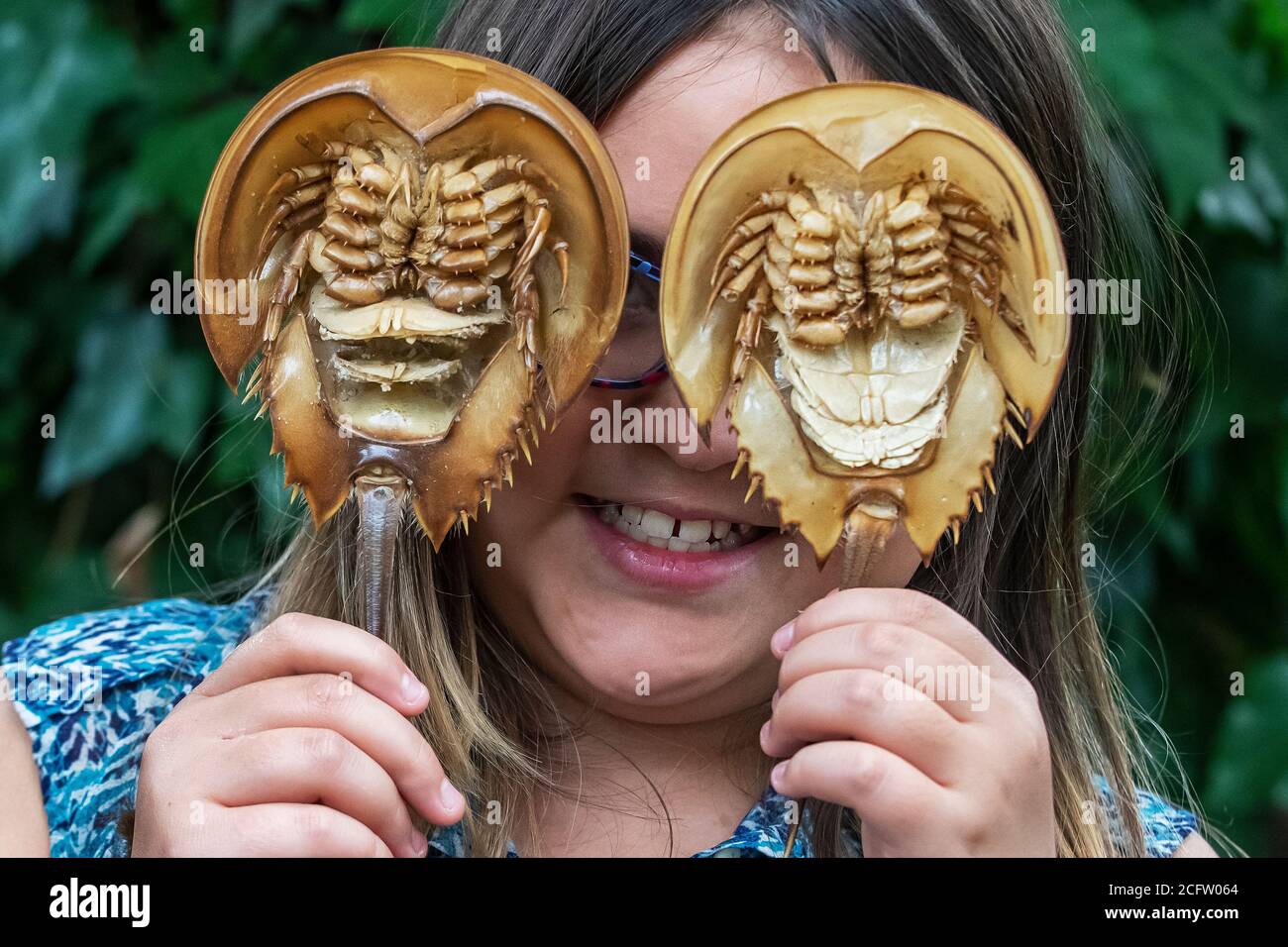 girl with horseshoe crab molts Stock Photo Alamy