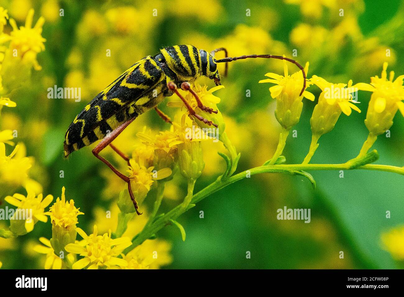 Locust borer on blossoming fall goldenrod Stock Photo