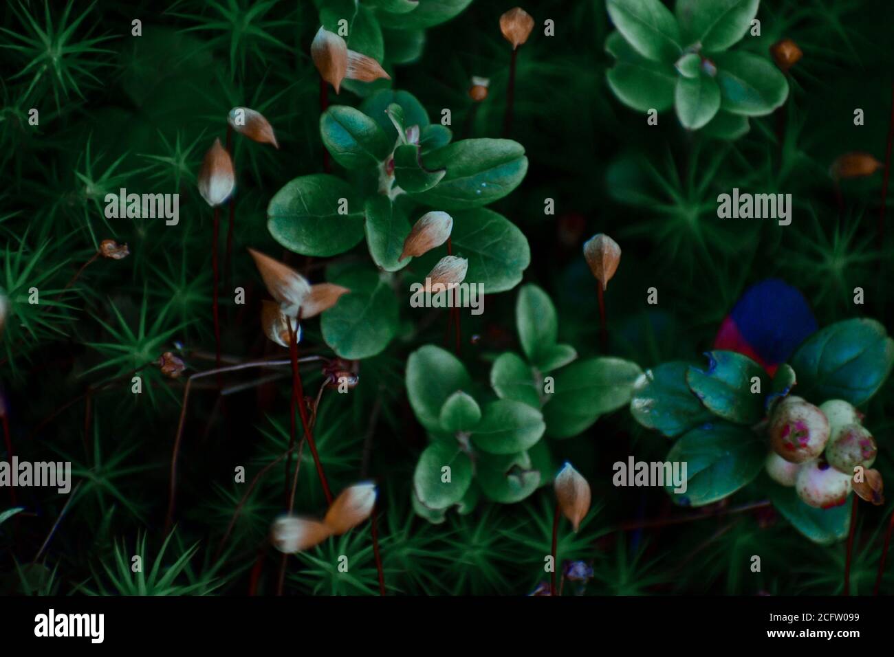 Selective focus shot of green plants in a garden Stock Photo - Alamy
