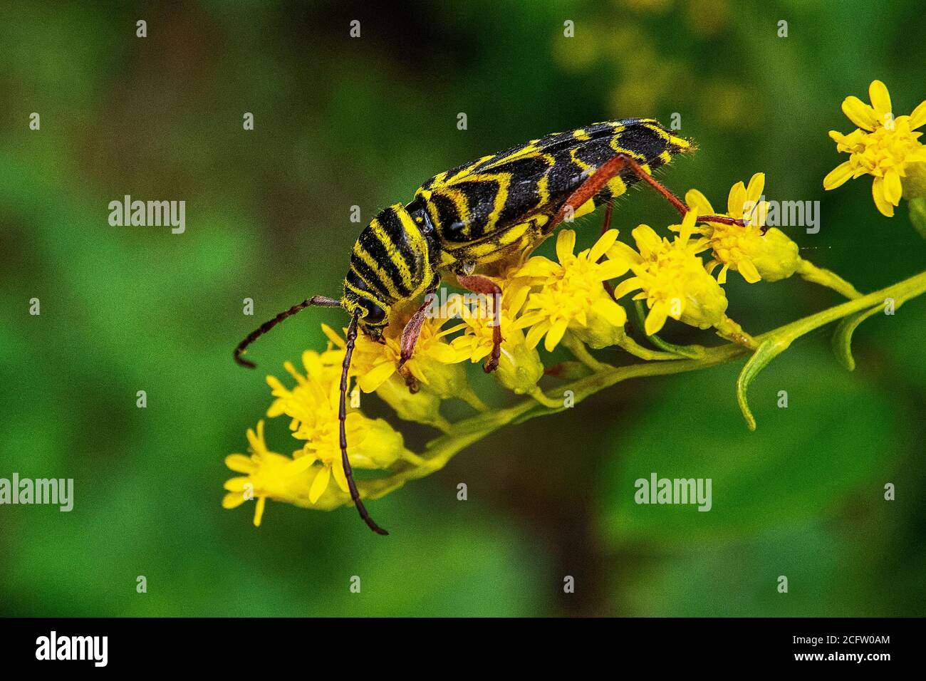 Locust borer on blossoming fall goldenrod Stock Photo