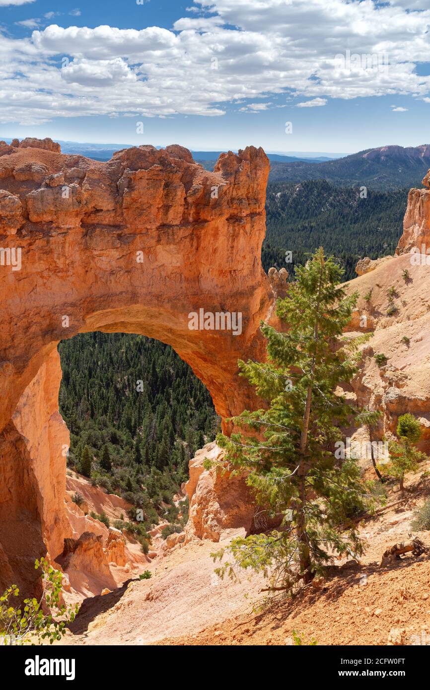 Natural Bridge Arch, Bryce Canyon National Park, Utah, USA Stock Photo