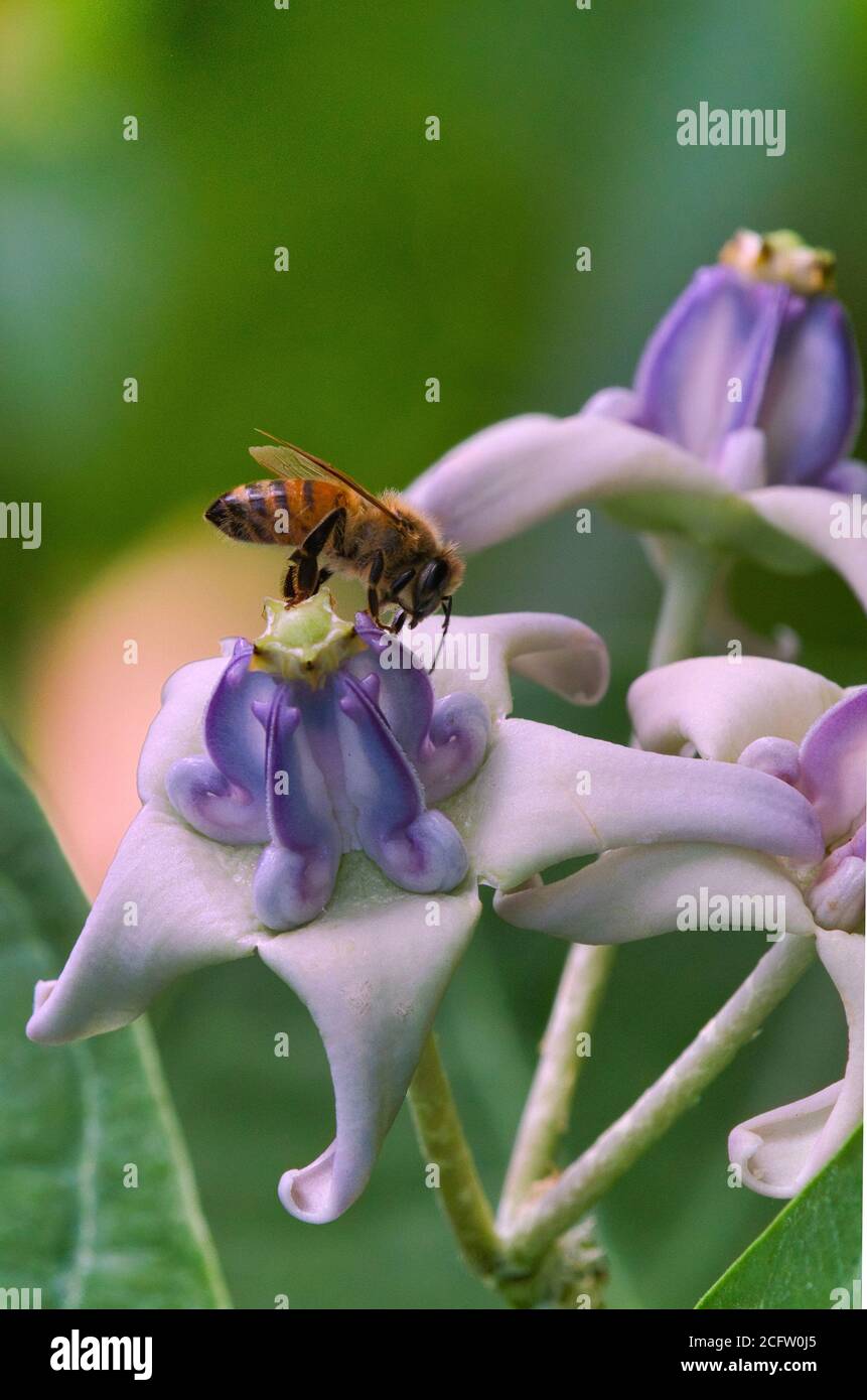 Extreme clos-up of the side view of a honey bee collecting pollen. Stock Photo