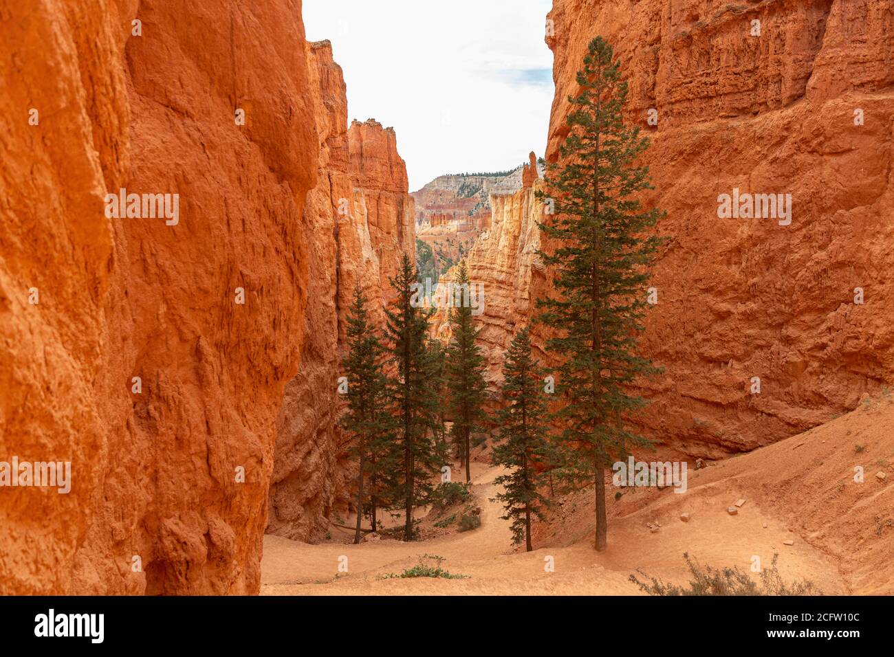 Row of Pine trees in tight canyon,  Bryce Canyon National Park, Utah, USA Stock Photo