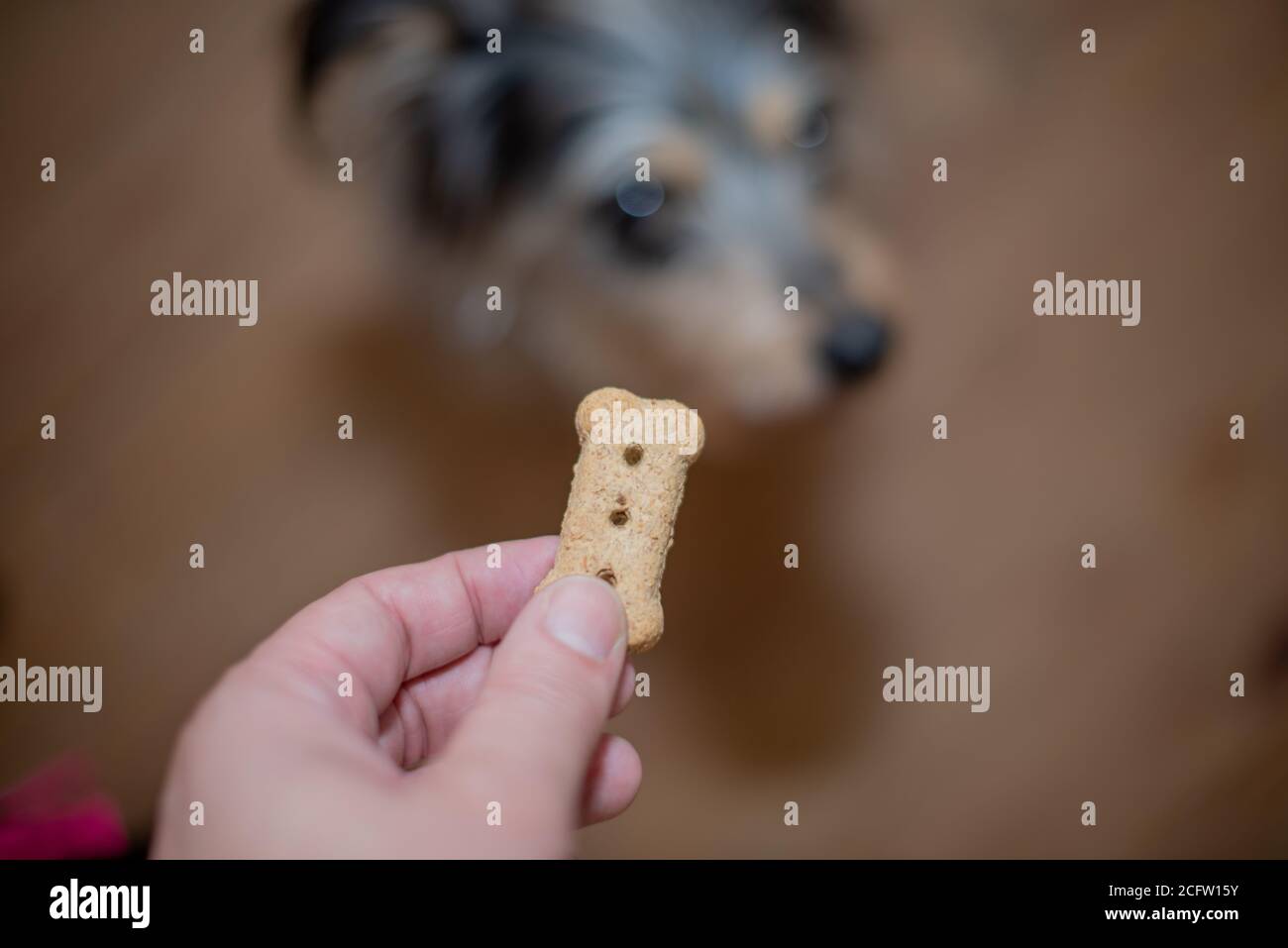 Close up shot of hand holding a treat for dog Stock Photo