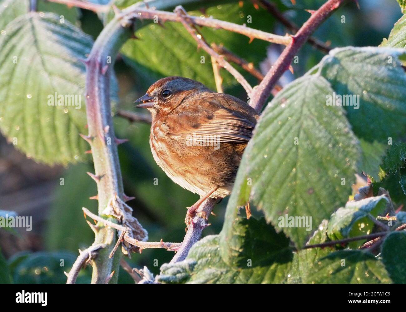 Song Sparrow among Himalayan blackberries in the winter frost. Stock Photo