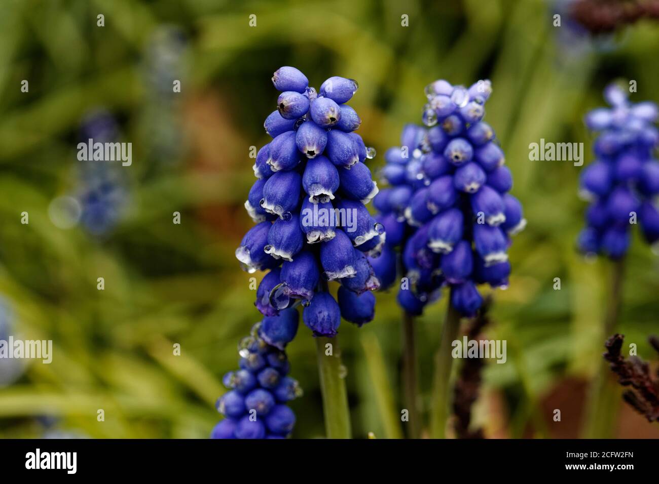Muscari botryoides is a bulbous perennial plant of the genus Muscari and one of a number of species and genera known as grape hyacinth. Stock Photo