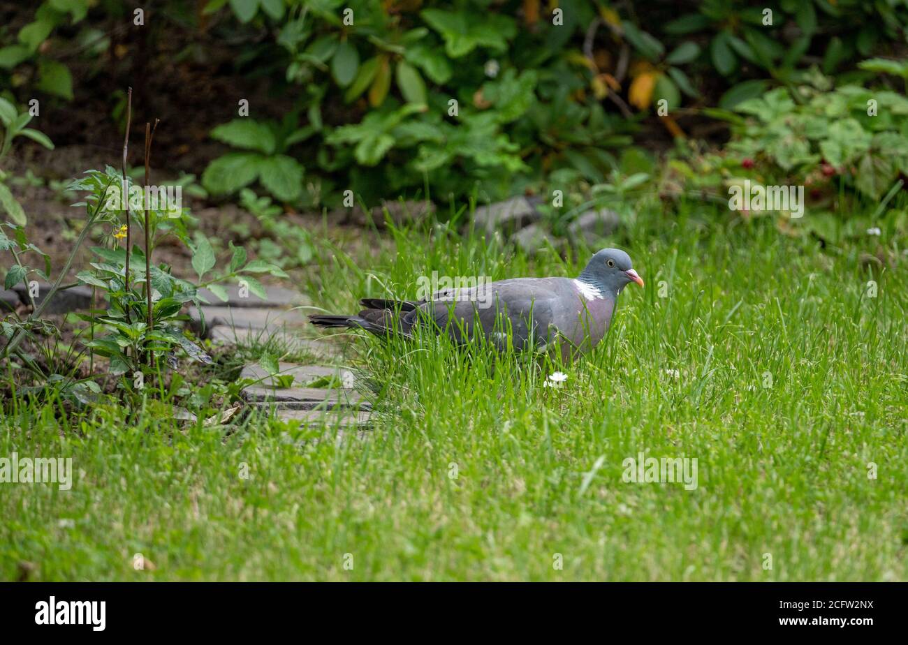 pidgeon searching for grass seeds in garden in summer time, germany Stock Photo