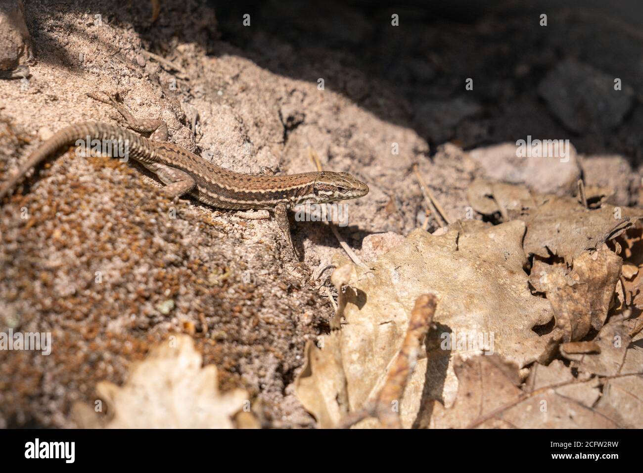 common wall lizard resting on the ground, germany Stock Photo