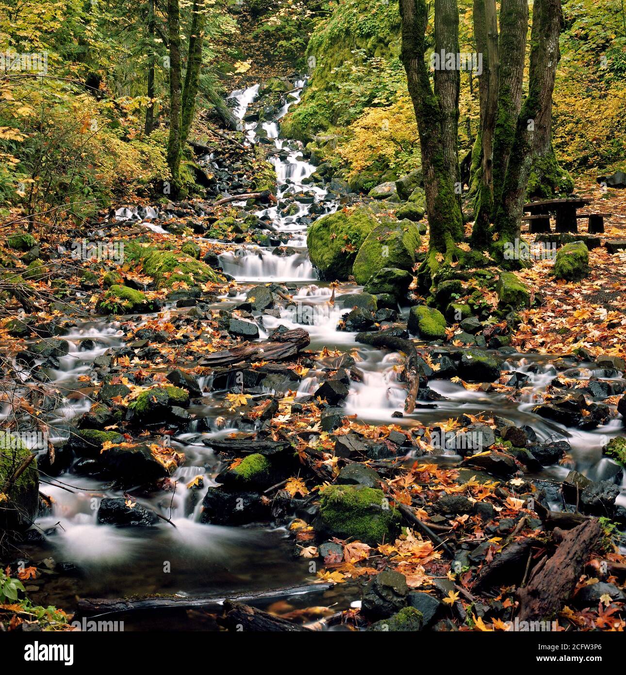 Starvation Creek Falls near Hood River in the Columbia Gorge, Oregon.  Fall is always an exciting time of year for a landscape photographer. Stock Photo