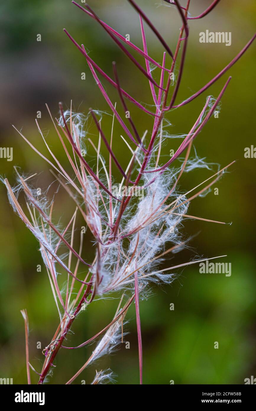 Fireweed seed pods bursting and releasing seeds into the air Stock Photo