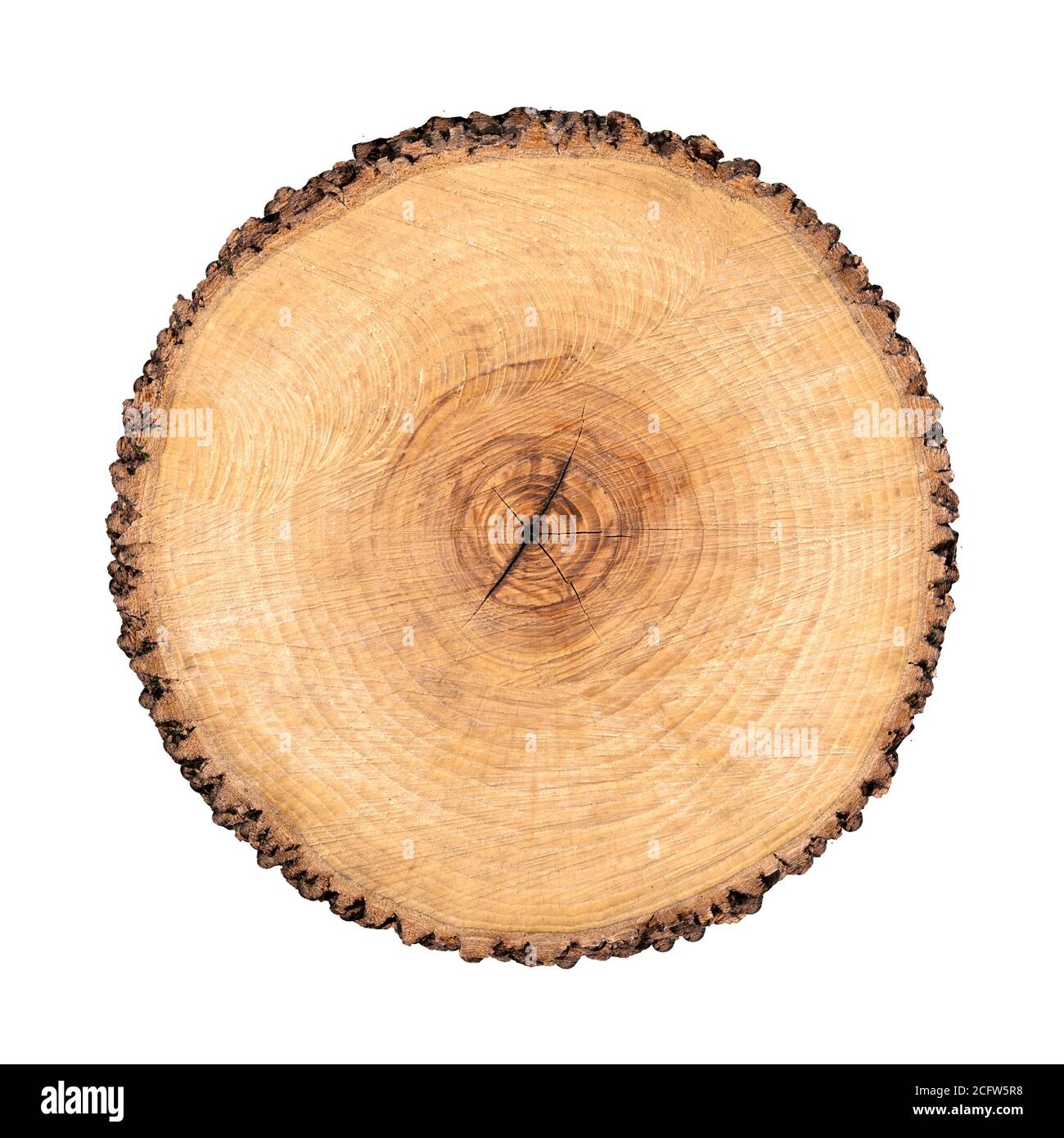 Felled piece of wood from a tree trunk with growth rings isolated on white. Tree  rings with texture and detail Stock Photo - Alamy