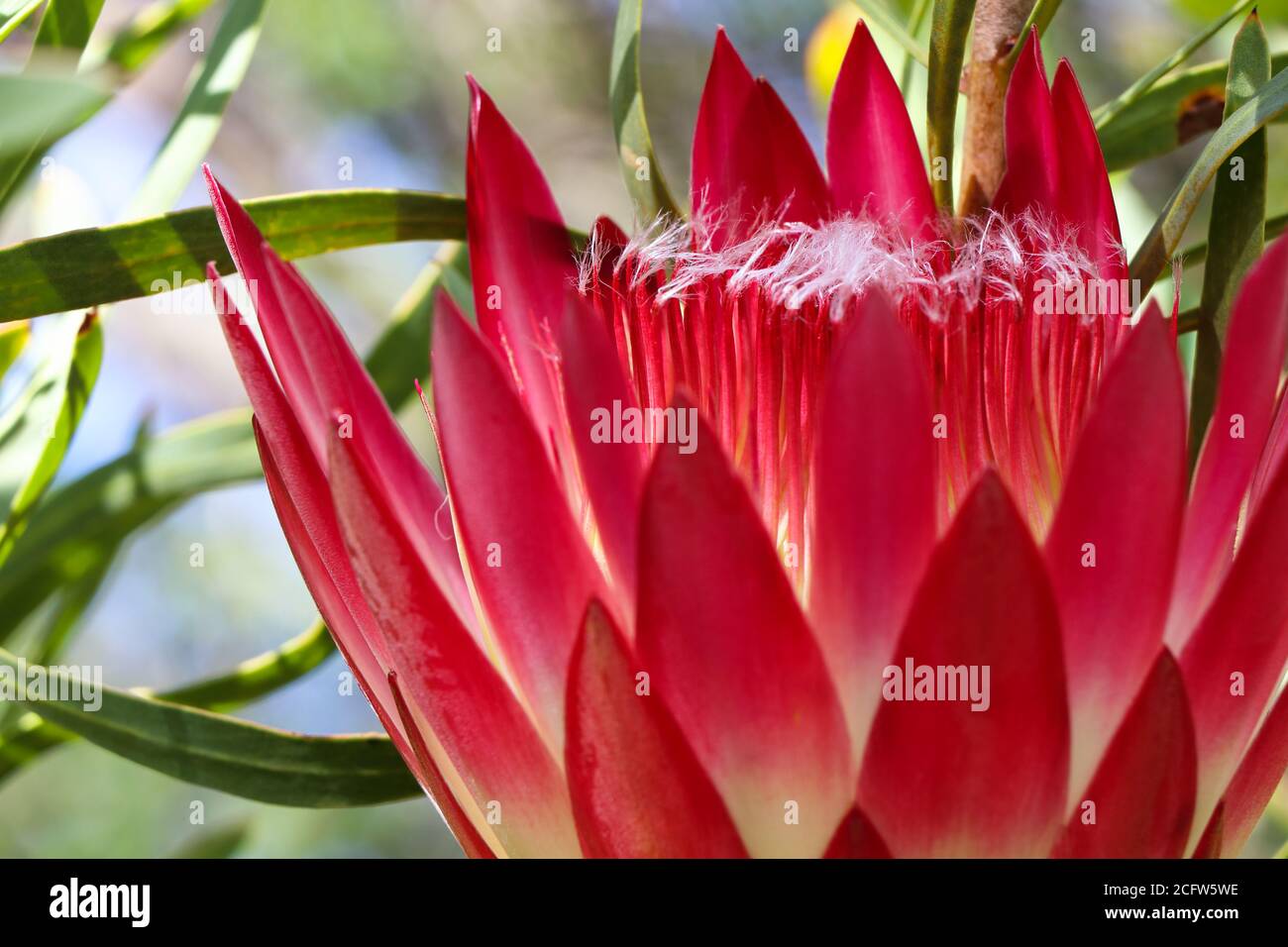Common Sugarbush Protea Flower Close-up (Protea repens) Stock Photo