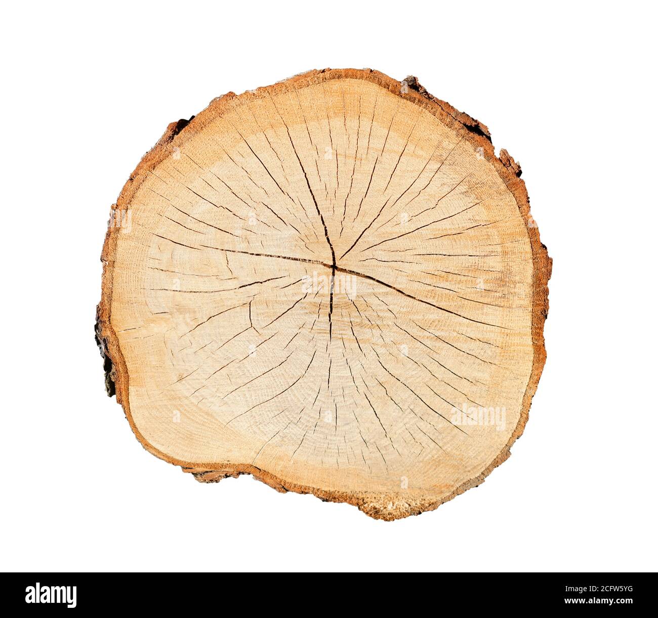 Annual growth ring boundaries and false rings (FR) in Ailanthus... |  Download Scientific Diagram