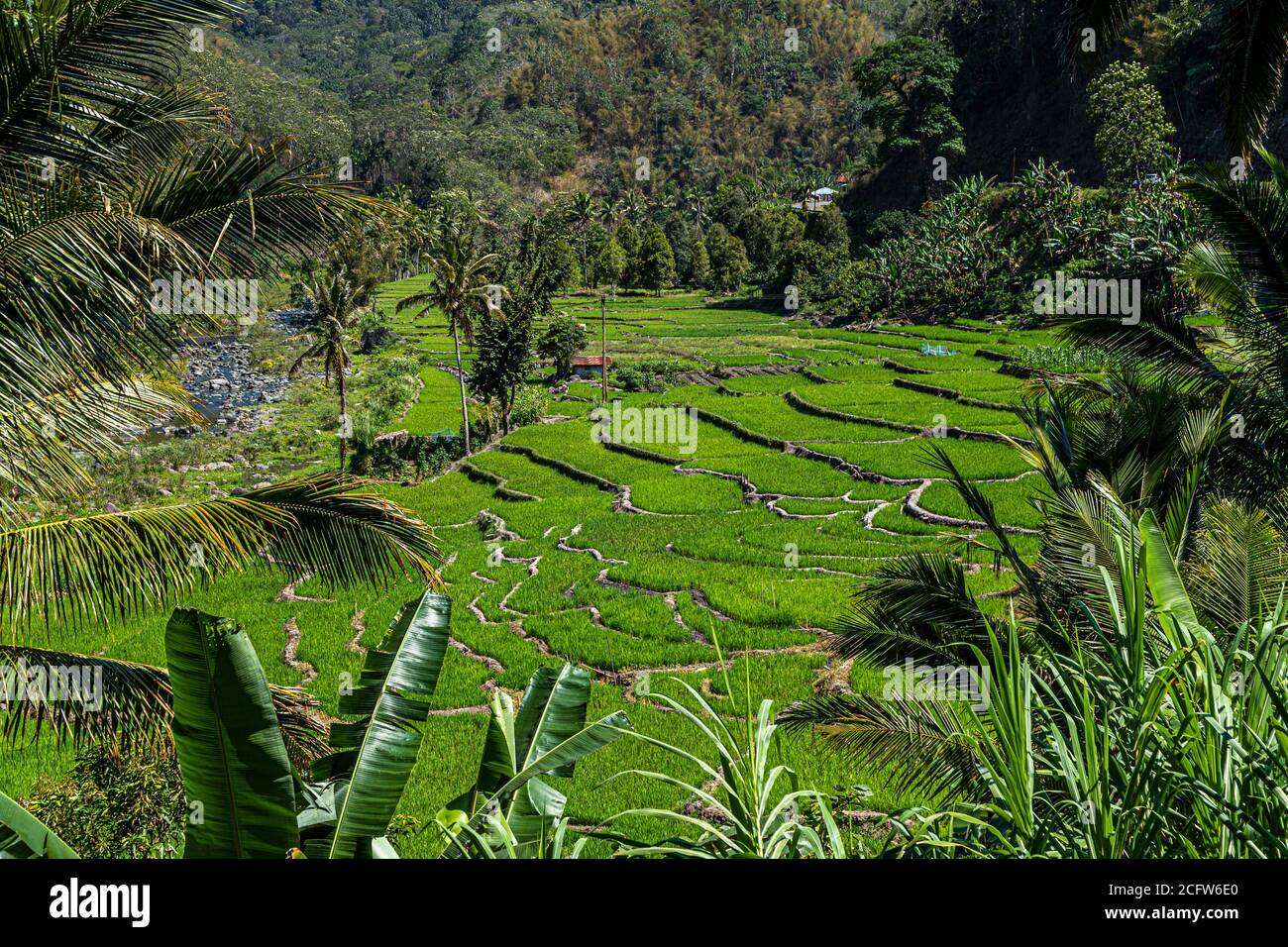 Rice fields in Indonesia. Fire and Dragons Cruise of the True North, Sunda Islands, Indonesia Stock Photo