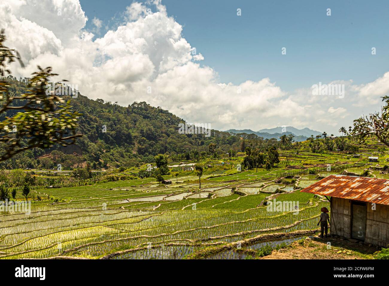 Rice fields on the Indonesian island of Flores, Sunda Islands, Indonesia Stock Photo
